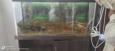 halthey fishs