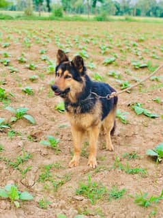 germen sheferd dog