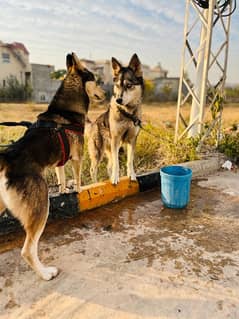 Siberian