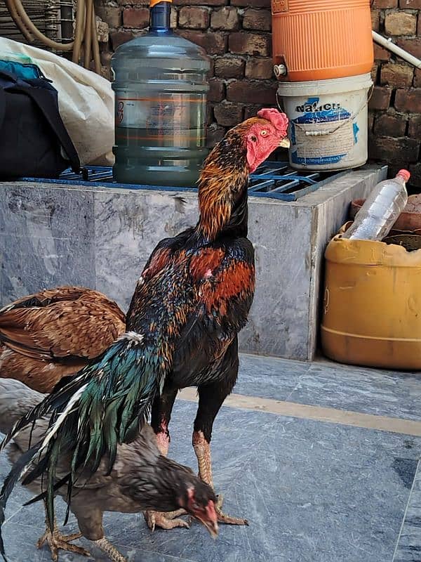 Shamo pure beautiful male healthy and active in very cheap price 0