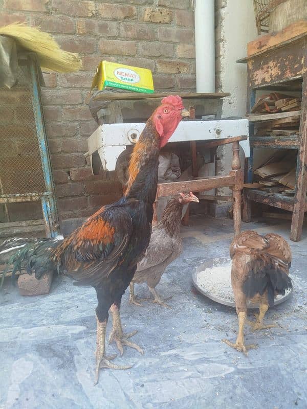 Shamo pure beautiful male healthy and active in very cheap price 1