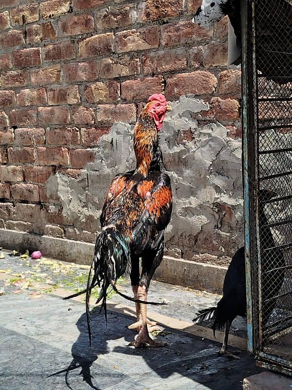 Shamo pure beautiful male healthy and active in very cheap price 2