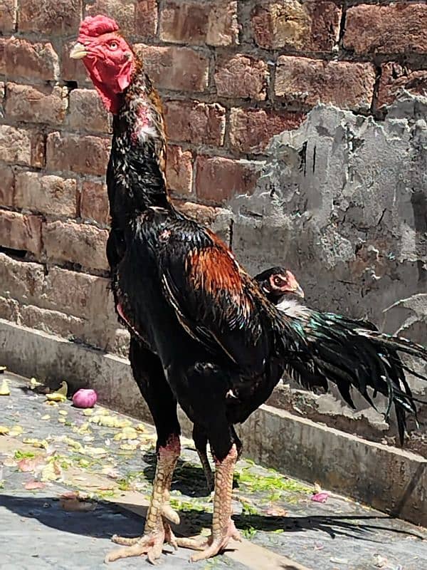Shamo pure beautiful male healthy and active in very cheap price 3