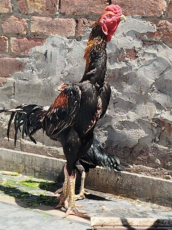 Shamo pure beautiful male healthy and active in very cheap price 4