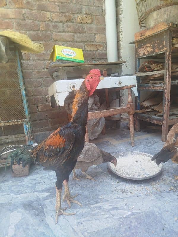 Shamo pure beautiful male healthy and active in very cheap price 6