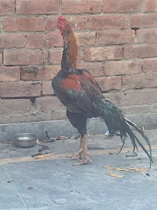 Shamo pure beautiful male healthy and active in very cheap price 7