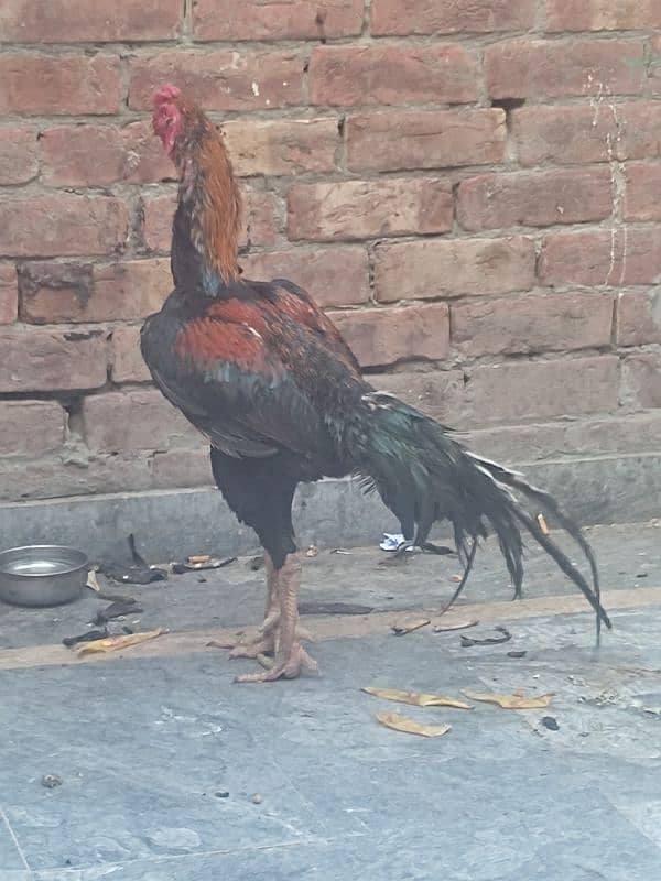 Shamo pure beautiful male healthy and active in very cheap price 8