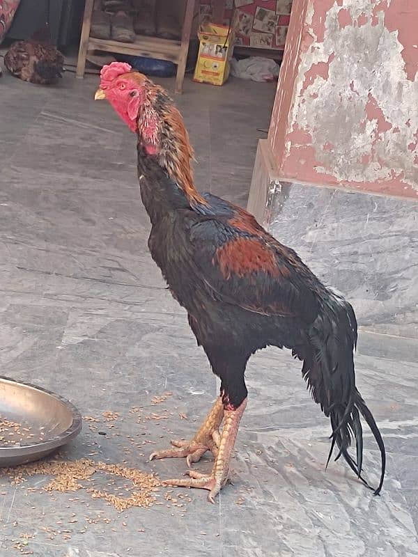 Shamo pure beautiful male healthy and active in very cheap price 9