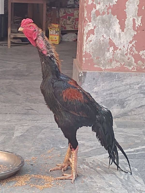 Shamo pure beautiful male healthy and active in very cheap price 10