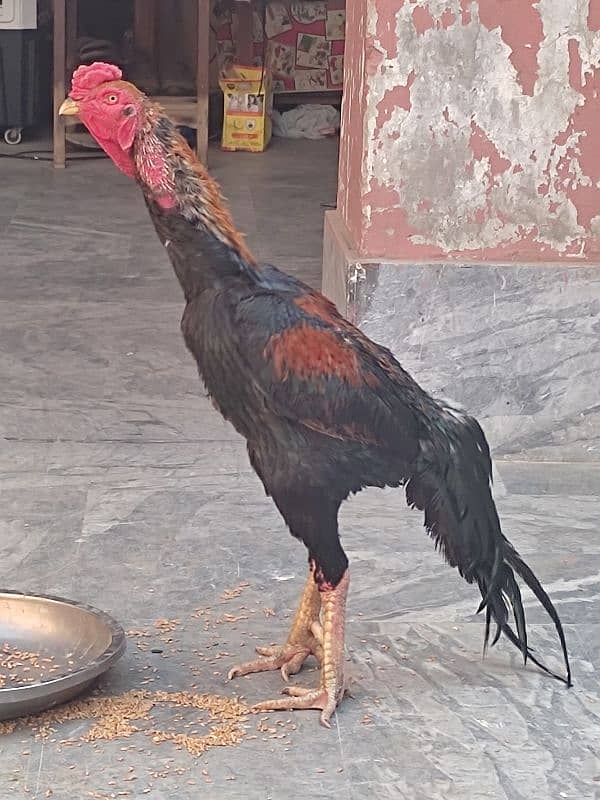 Shamo pure beautiful male healthy and active in very cheap price 12