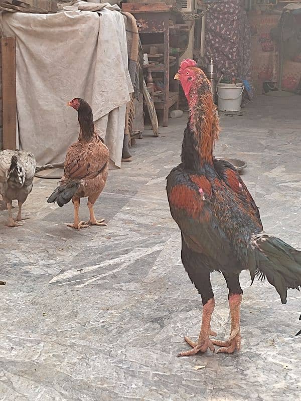 Shamo pure beautiful male healthy and active in very cheap price 13