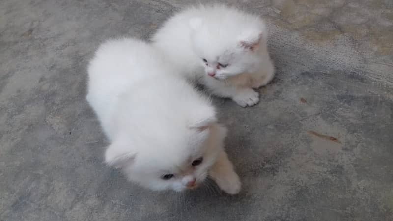 1 pair persian cat only 1 month old 1