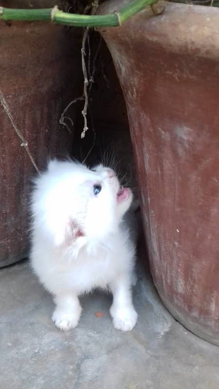 1 pair persian cat only 1 month old 4