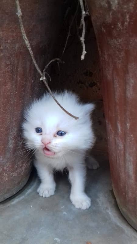 1 pair persian cat only 1 month old 5