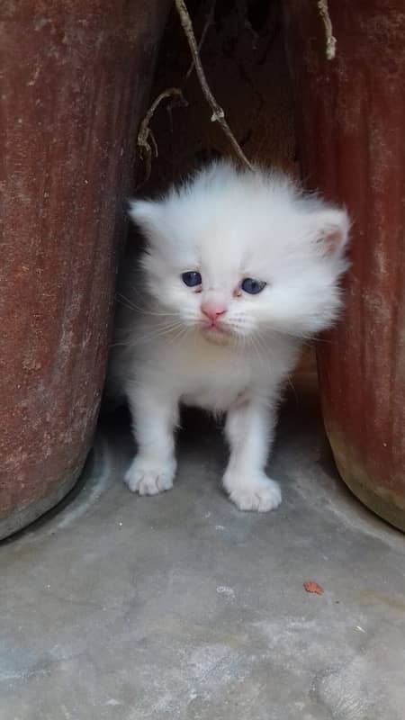 1 pair persian cat only 1 month old 6