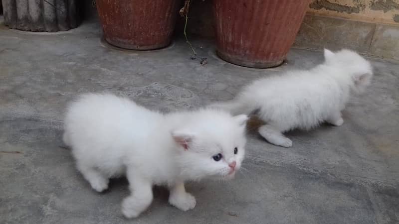 1 pair persian cat only 1 month old 7