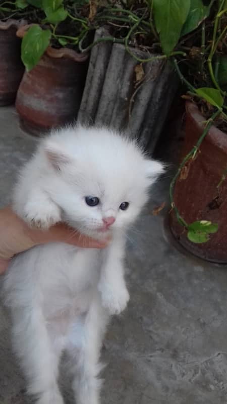 1 pair persian cat only 1 month old 8
