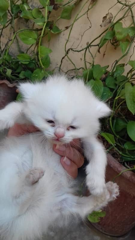 1 pair persian cat only 1 month old 9