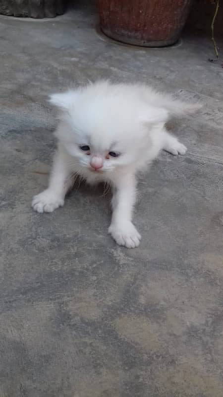 1 pair persian cat only 1 month old 10