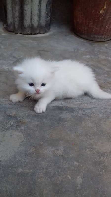 1 pair persian cat only 1 month old 11