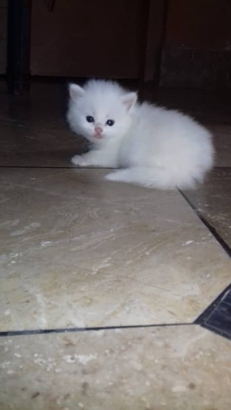 1 pair persian cat only 1 month old 12