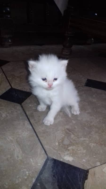 1 pair persian cat only 1 month old 13