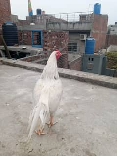 aseel