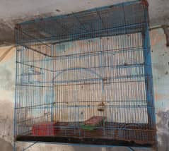 Parrots