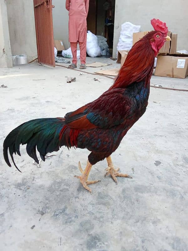Full Active Powerful Murga 0