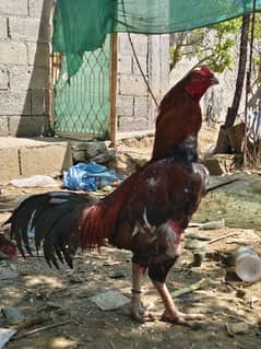 aseel for sale