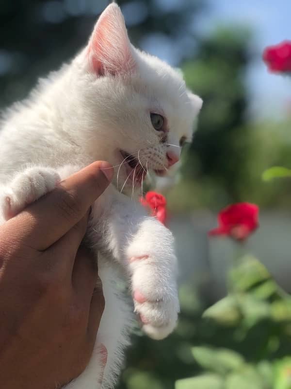Persian cat 7