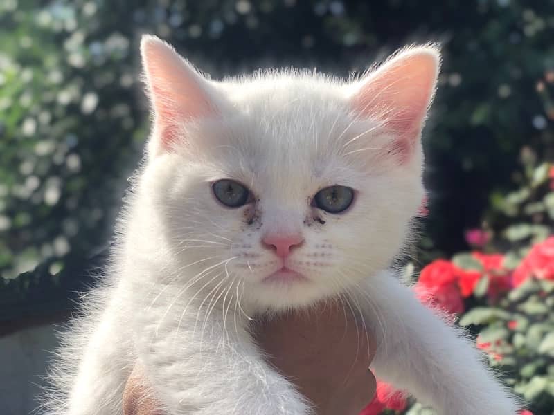 Persian cat 8