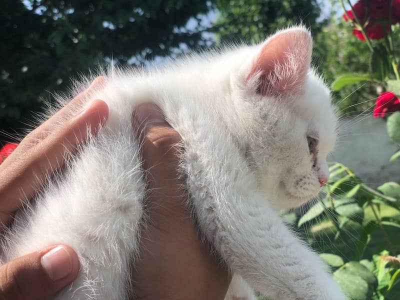 Persian cat 9