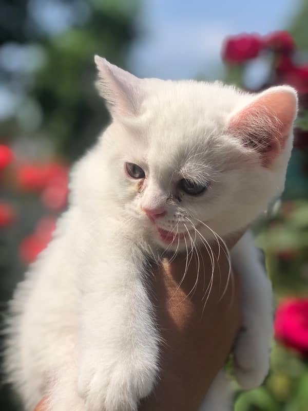 Persian cat 10