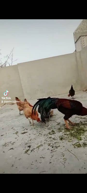 Full Active Powerful Murga 5