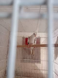 breeder male available