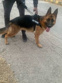 PINK PEDIGREE GERMAN SHEPHERD