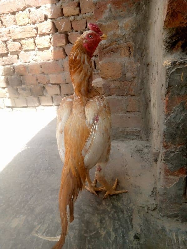 Aseel murga available . pure aseel   call number :03008002695 2