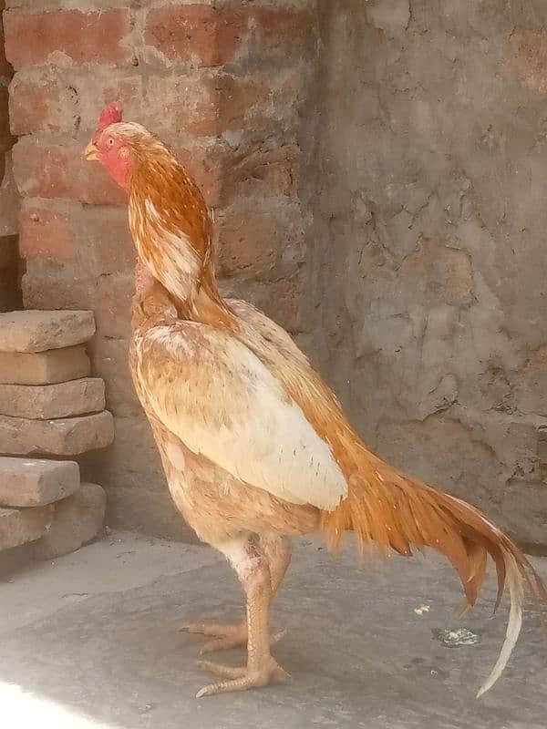 Aseel murga available . pure aseel   call number :03008002695 0