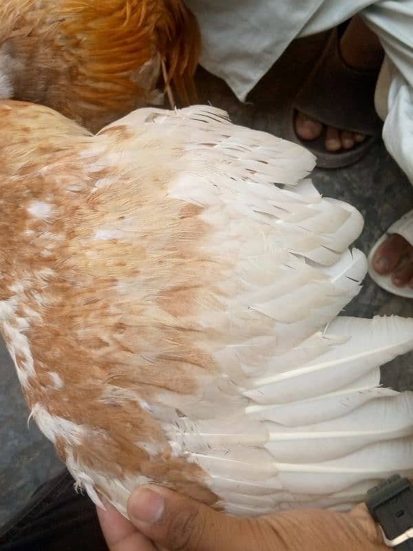 Aseel murga available . pure aseel   call number :03008002695 6
