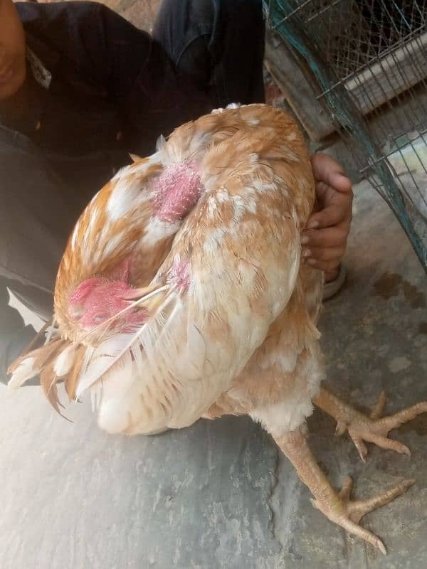 Aseel murga available . pure aseel   call number :03008002695 7