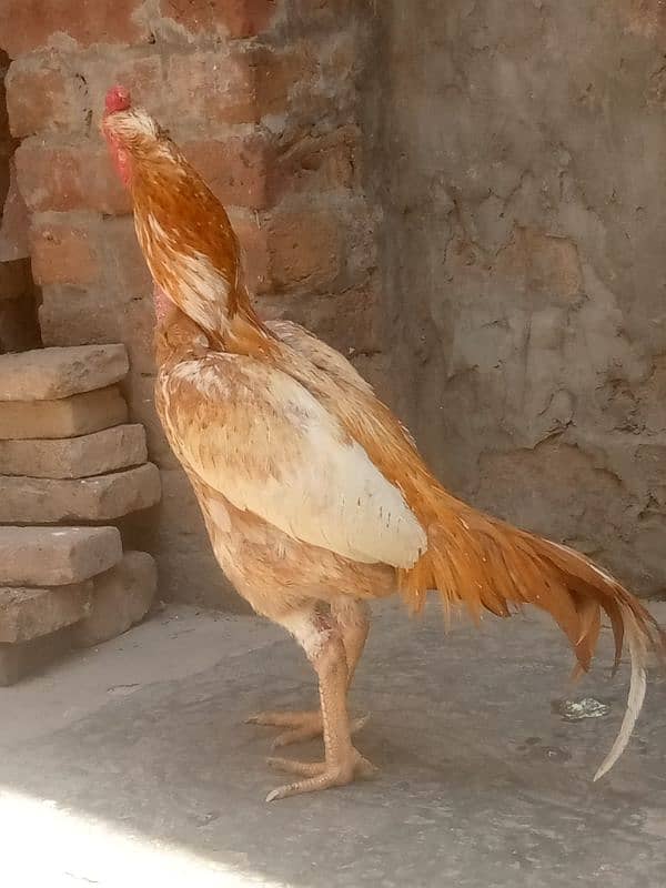 Aseel murga available . pure aseel   call number :03008002695 8