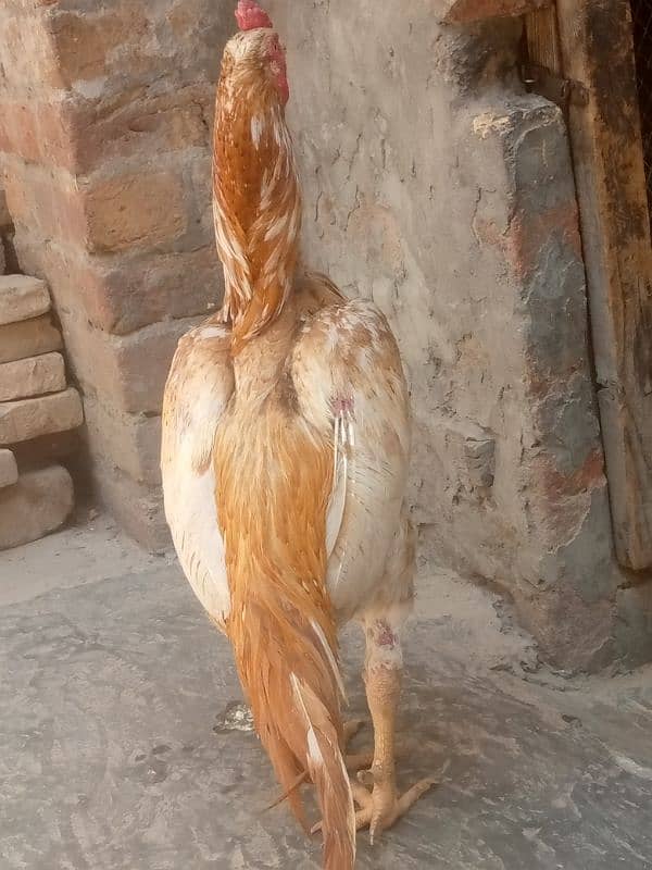 Aseel murga available . pure aseel   call number :03008002695 10