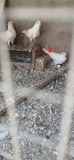 newe waly  yellow eyes pathy pigeons