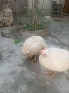 teetar for scale pair location zaida swabi