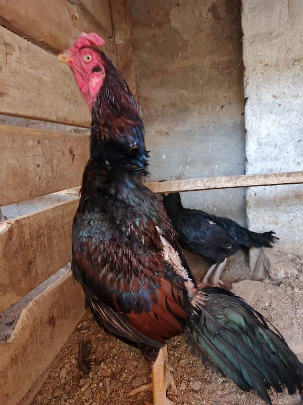 Aseel Pair Lakha & Mushki 0