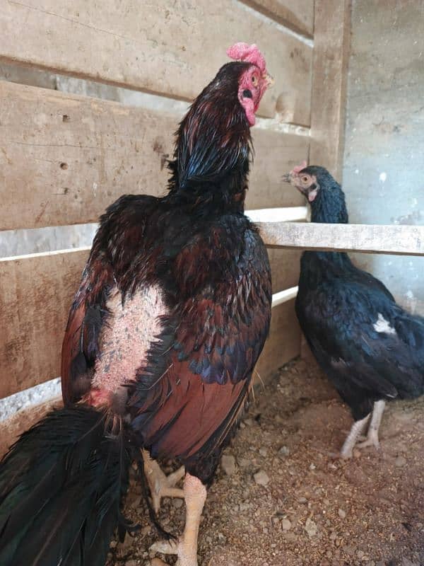 Aseel Pair Lakha & Mushki 1