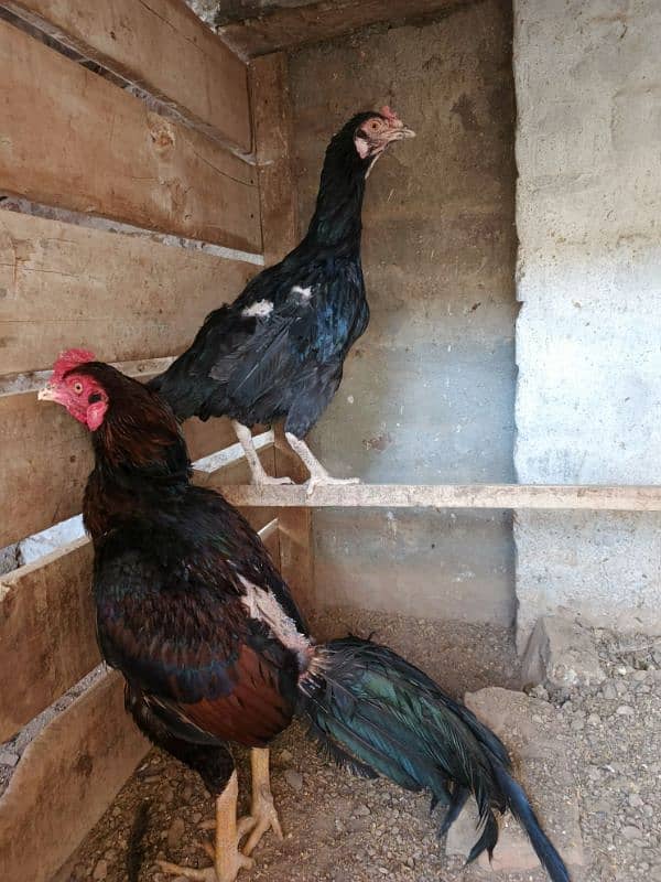 Aseel Pair Lakha & Mushki 3
