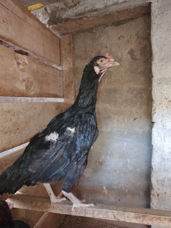 Aseel Pair Lakha & Mushki 4
