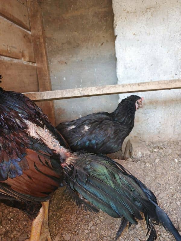 Aseel Pair Lakha & Mushki 5